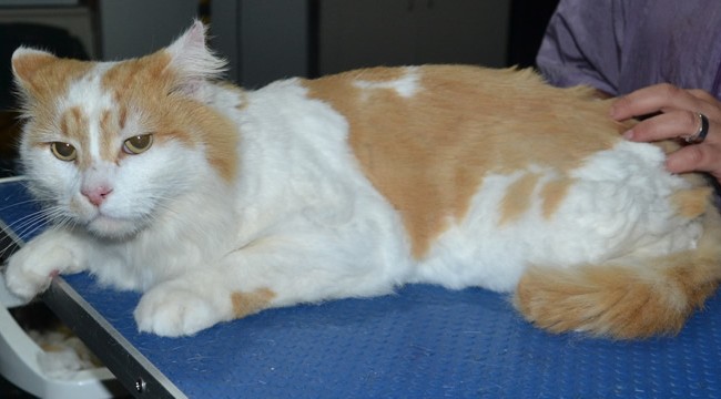 Cyril is a Long Hair Domestic. He had a comb clip, nails clipped, ears cleaned and a wash n blow dry.