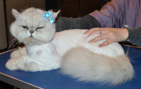 Sofie is a Chinchilla Persian. She had her matted fur shaved down, nails clipped, ears cleaned and a wash n blow dry.