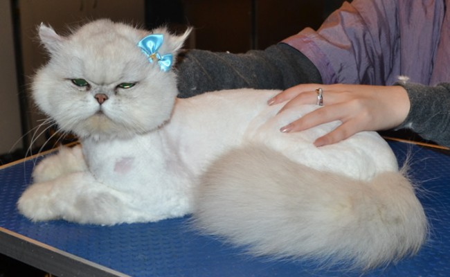 Sofie is a Chinchilla Persian. She had her matted fur shaved down, nails clipped, ears cleaned and a wash n blow dry.