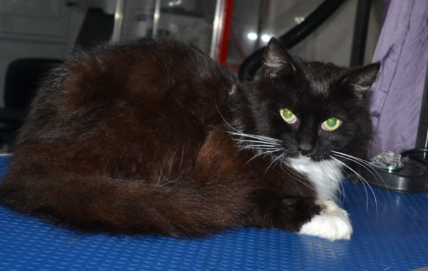 Steve the Long Hair Domestic is a rescue cat from Pet’s Haven Animal Shelter. He had his fur raked, nails clipped, ears cleaned and a wash n blow dry. He was very smoothly.