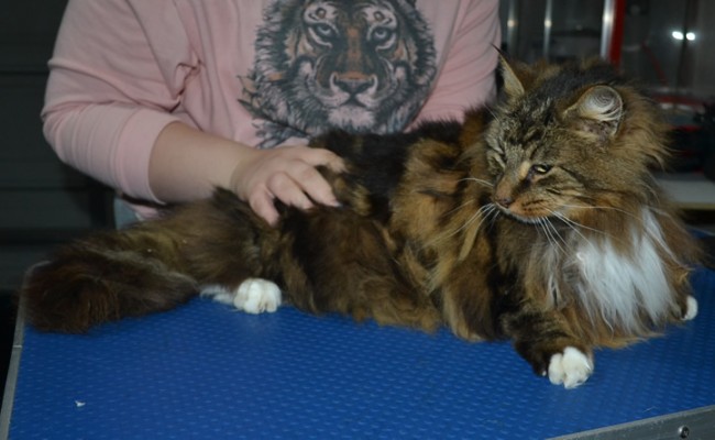 Bourbon is a Norwegian Forest Cat. He had his matted fur shaved down, nails clipped and ears cleaned.