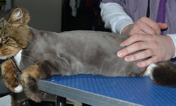 Bourbon is a Norwegian Forest Cat. He had his matted fur shaved down, nails clipped and ears cleaned.