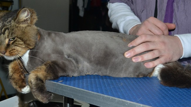 Bourbon is a Norwegian Forest Cat. He had his matted fur shaved down, nails clipped and ears cleaned.