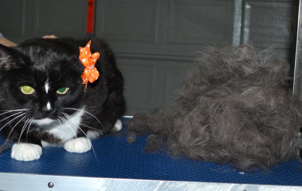 Pearl is a Short Hair Domestic. She had her fur raked, nails clipped and ears cleaned.