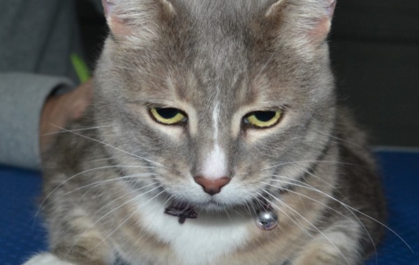Bella is a Short hair Domestic. She had her nails clipped and a full set of Red Softpaw nail caps.