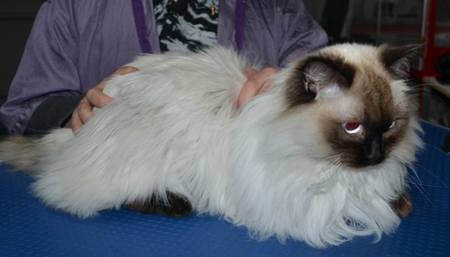Ocean is a Ragdoll. He had his matted fur shaved down, nails clipped and ears cleaned.