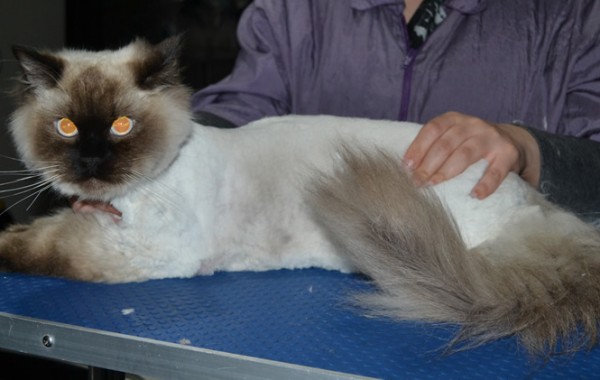 Ocean is a Ragdoll. He had his matted fur shaved down, nails clipped and ears cleaned.