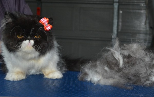 Kitty is a 5 mth old Persian. He had a belly comb clip, nails clipped, top of his fur raked and ears cleaned.