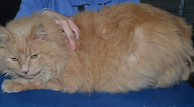 Diego is a Long Hair Domestic. He had his matted fur shaved down, nails clipped and ears cleaned.
