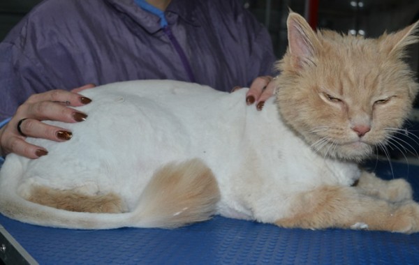 Diego is a Long Hair Domestic. He had his matted fur shaved down, nails clipped and ears cleaned.