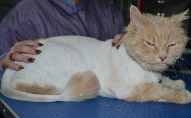 Diego is a Long Hair Domestic. He had his matted fur shaved down, nails clipped and ears cleaned.