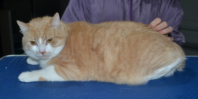 RaRa is a Short hair Domestic. She had her nails clipped, fur shaved down, ears cleaned and a wash n blow dry.