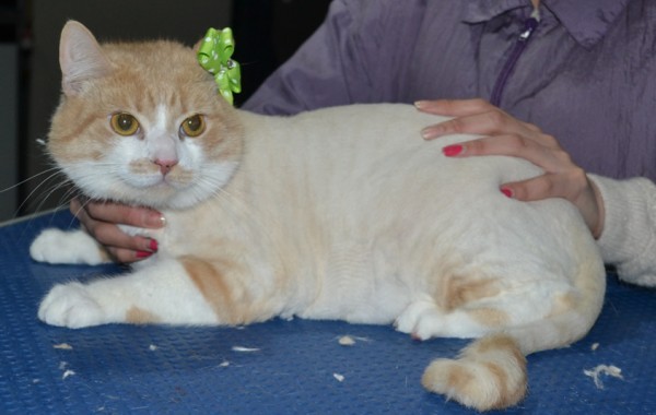 RaRa is a Short hair Domestic. She had her nails clipped, fur shaved down, ears cleaned and a wash n blow dry.