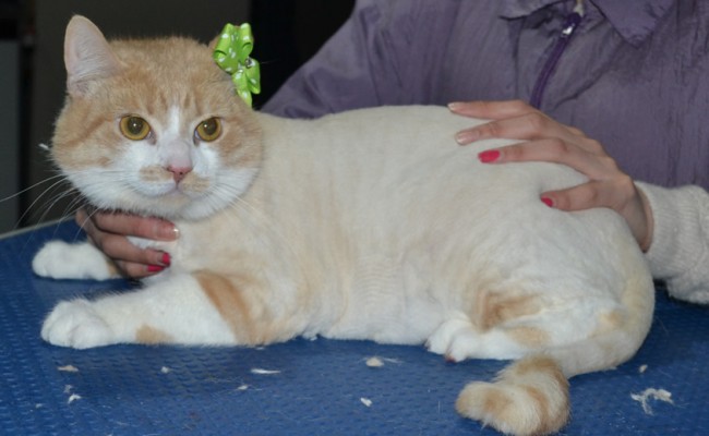 RaRa is a Short hair Domestic. She had her nails clipped, fur shaved down, ears cleaned and a wash n blow dry.