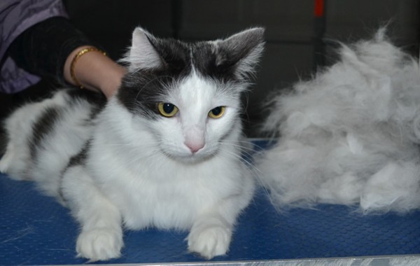Raf is a Medium Hair Domestic. He had his nails clipped, ears cleaned and his fur raked.