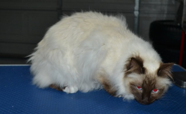 Cleo is a Ragdoll. She had her matted fur shaved down, nails clipped and ears cleaned.
