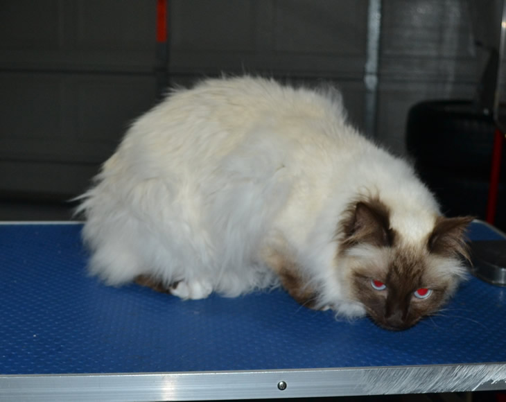 Cleo is a Ragdoll. She had her matted fur shaved down, nails clipped and ears cleaned.