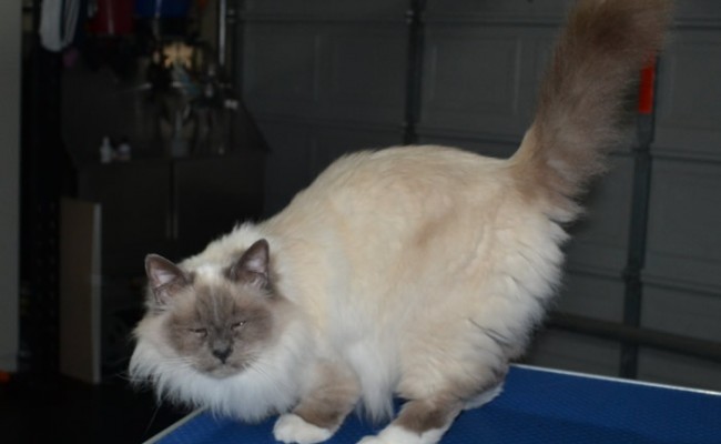 Flynn is a Burman. He had his fur shaved down, nails clipped and ears cleaned.