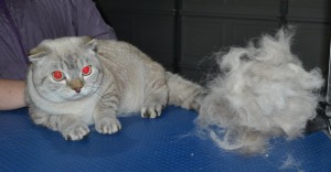 Pino is a British Short Hair x Scottish Fold. He had his fur raked, nails clipped, ears cleaned and a wash n blow dry.