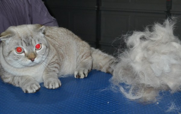 Pino is a British Short Hair x Scottish Fold. He had his fur raked, nails clipped, ears cleaned and a wash n blow dry.