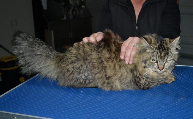 Nyla is a Ragdoll x Persian. She had her matted for shaved down, Nails clipped and ears cleaned