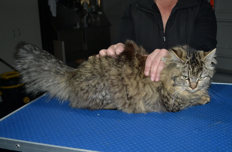 Nyla is a Ragdoll x Persian. She had her matted for shaved down, Nails clipped and ears cleaned