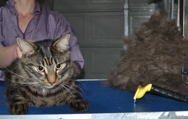 Ollie is a Mainecoon X Domestic. He had his nails clipped, ears cleaned, his fur raked and a wash n blow dry.