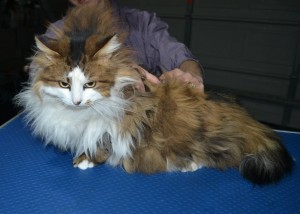 Brown Sugar is a Long Hair Domestic. She had her matted fur shaved down, nails clipped and ears cleaned. .
