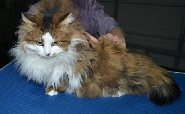 Brown Sugar is a Long Hair Domestic. She had her matted fur shaved down, nails clipped and ears cleaned. .