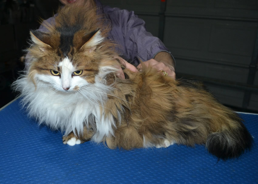 Brown Sugar is a Long Hair Domestic. She had her matted fur shaved down, nails clipped and ears cleaned. .