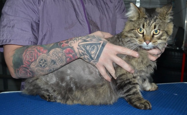 Kovu is a med hair domestic. He had his matted fur shaved down, nails clipped and ears cleaned. Client attempted to groom the top part at home. Not bad for a first timer.