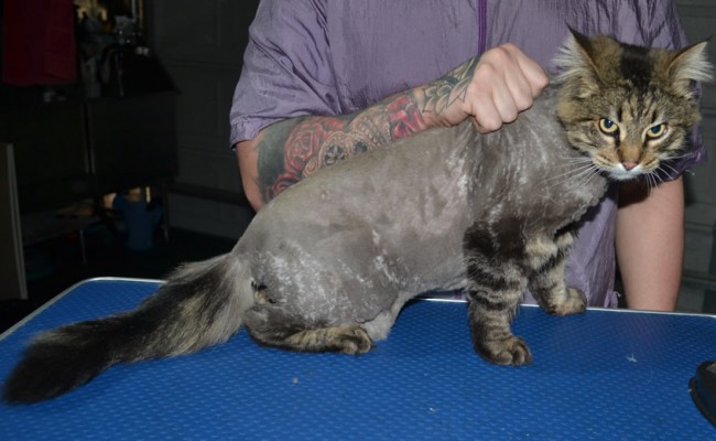 Kovu is a med hair domestic. He had his matted fur shaved down, nails clipped and ears cleaned. Client attempted to groom the top part at home. Not bad for a first timer.