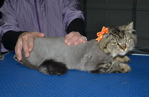 Nyla is a Ragdoll x Persian. She had her matted for shaved down, Nails clipped and ears cleaned