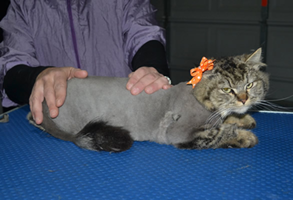 Nyla is a Ragdoll x Persian. She had her matted for shaved down, Nails clipped and ears cleaned