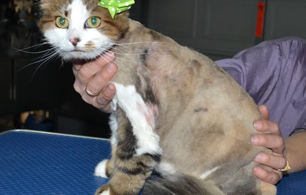 Brown Sugar is a Long Hair Domestic. She had her matted fur shaved down, nails clipped and ears cleaned. .