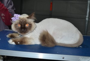 Cleo is a Ragdoll. She had her matted fur shaved down, nails clipped and ears cleaned.