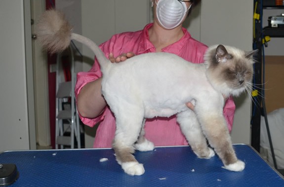 Flynn is a Burman. He had his fur shaved down, nails clipped and ears cleaned.