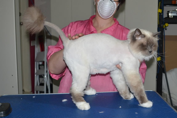 Flynn is a Burman. He had his fur shaved down, nails clipped and ears cleaned.