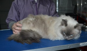 Toby is a Ragdoll. He had his fur shaved down, nails clipped and ears cleaned.