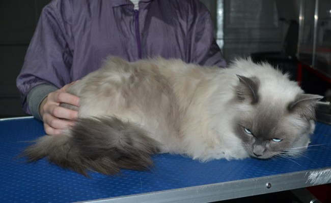 Toby is a Ragdoll. He had his fur shaved down, nails clipped and ears cleaned.
