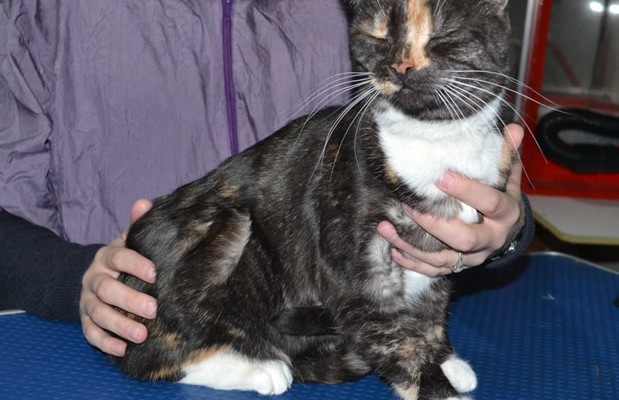 Poppy is a Short hair Domestic x Chinchilla She had her for shaved down, Nails clipped and ears cleaned