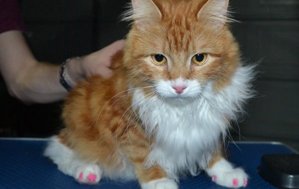 Molly is a Medium Hair Domestic. She came on for her nails clipped and a full set of Hot Pink Softpaw nail caps.