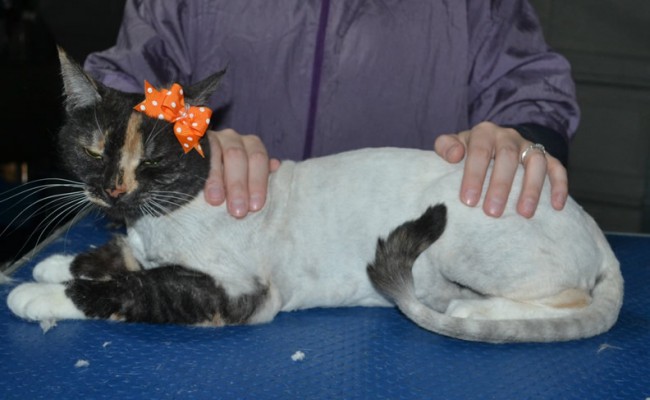Poppy is a Short hair Domestic x Chinchilla She had her for shaved down, Nails clipped and ears cleaned
