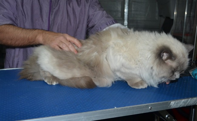 Austen is a Ragdoll. He had his matted fur shaved down, nails clipped, ears cleaned and a wash n blow dry.  Austen lives in a retirement home making all the elderly happy.
