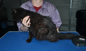 Chichi is a Medium Hair Domestic. She had her matted fur shaved down, nails clipped and ears cleaned.