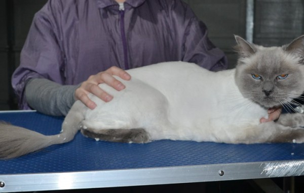 Toby is a Ragdoll. He had his fur shaved down, nails clipped and ears cleaned.