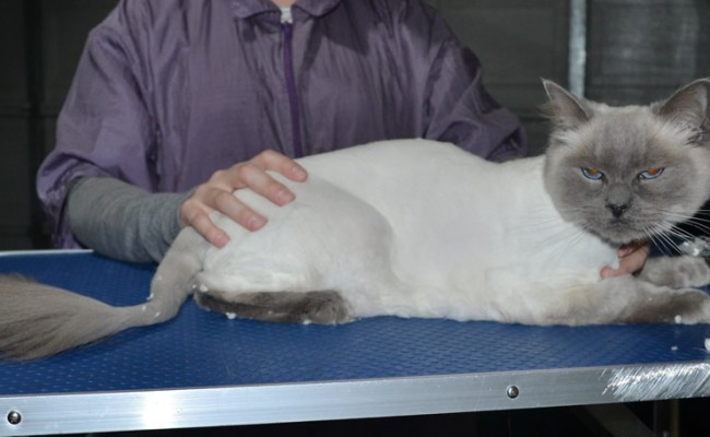 Toby is a Ragdoll. He had his fur shaved down, nails clipped and ears cleaned.