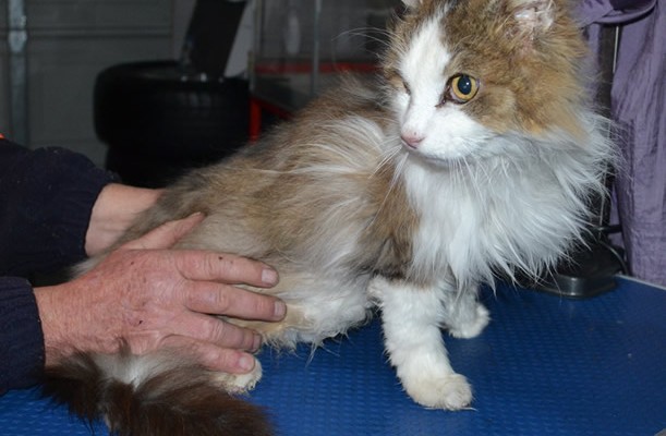 George is a Long Hair. He had his matted for shaved down, Nails clipped, ears cleaned and a wash n blow dry.