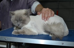 Austen is a Ragdoll. He had his matted fur shaved down, nails clipped, ears cleaned and a wash n blow dry. Austen lives in a retirement home making all the elderly happy.