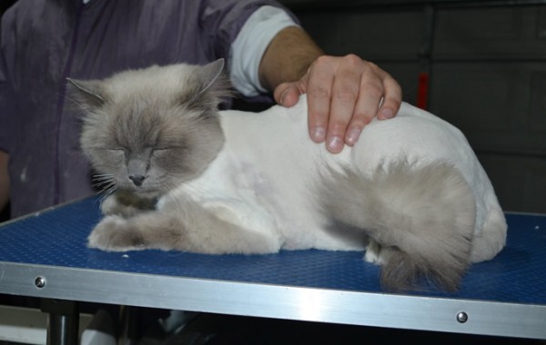 Austen is a Ragdoll. He had his matted fur shaved down, nails clipped, ears cleaned and a wash n blow dry. Austen lives in a retirement home making all the elderly happy.